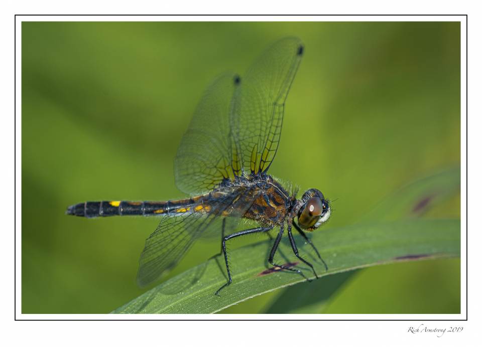 dragonfly 4d.jpg